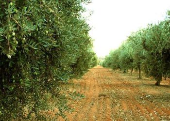 Excessive Atlas Basis celebrates Cross-Nation Planting Day