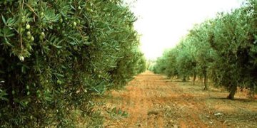 Excessive Atlas Basis celebrates Cross-Nation Planting Day