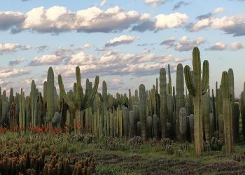 One amongst many Largest Cactus Farms in Africa