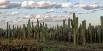 One amongst many Largest Cactus Farms in Africa
