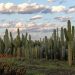 One amongst many Largest Cactus Farms in Africa
