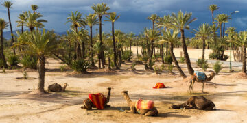 Top 8 Activities to do in Marrakech palmeraie for day trippers and tourists